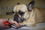 GRIFFES - BOULEDOGUE FRANCAIS 014
